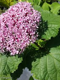 Image result for Clerodendrum poggei