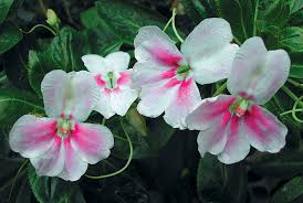 Image result for Impatiens zombensis