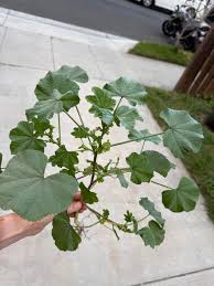 Image result for Malva neglecta