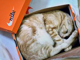 What S Up With That Why Do Cats Love Boxes So Much Wired Cats Cat Love Cat Box