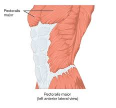 A diep flap is a type of breast reconstruction in which blood vessels called deep inferior epigastric perforators (diep), as well as the skin and fat connected to them, are removed from the lower abdomen and transferred to the chest to reconstruct a breast after mastectomy without the sacrifice of any of the abdominal muscles. Thoracic And Abdominal Muscles Lecturio Online Medical Library