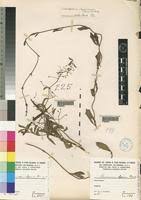 Image result for Pentarrhinum abyssinicum