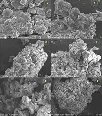 Students are responsible for any charges and should verify any. Cellular Accumulation And Cytotoxic Effects Of Zinc Oxide Nanoparticles In Microalga Haematococcus Pluvialis Peerj