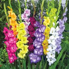 Buy Showy Mixed Gladiolus From K Van Bourgondien Gladiolus Flower Bulb Flowers Gladiolus