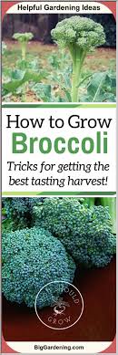 Broccoli is a garden classic for a reason: If Youve Had Difficulty Growing Broccoli Before Checked Out These Tips For Getting A Delicious Organic Gardening Tips Organic Vegetable Garden Growing Broccoli