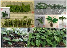 Image result for Coffea sp. A