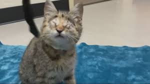 Adoptions by appointment are available. Kitten Born Without Eyes Up For Adoption At Oregon Humane Society Kgw Com