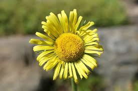 Tapi hama telah menyebar ke daerah di mana bunga matahari dibudidayakan. Tanaman Liar Berbunga Kuning Cerah Mekar Kuning Tutup Bunga Alam Bunga Matahari Musim Panas Menanam Di Luar Ruangan Pxfuel