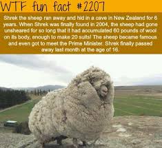 Somebody Once Told Me The World Is Gonna Roll Me Shrek Somebody Once Told Me The World Was Gonna Roll Me Shrek The Sheep Fun Facts Wtf Fun Facts