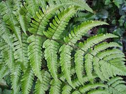 Image result for Dryopteris