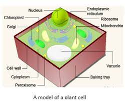Check spelling or type a new query. Prepare A Model Of A Plant Cell Or Animal Cell As 5