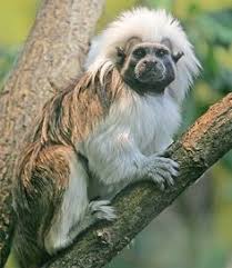 Monkey with long hair on head. 520 Under The Canopy Ideas Animals Wild Animals Pet Birds