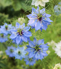 We did not find results for: 9 Nomi Di Fiori Azzurri Bellissimi Per Primavera Ed Estate