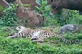 Check spelling or type a new query. Jaguar Di Kebun Binatang Surabaya Habis National Geographic