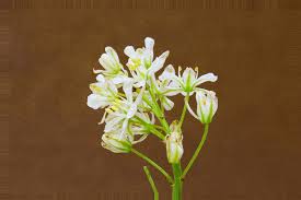 Image result for Eriospermaceae