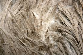 Nissen lassen sich nicht aus dem haar. Ratgeber Lause Haarlinge Bei Pferden Vtg Tiergesundheit