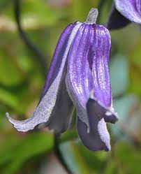Reticulata, and was originally bred in japan to be a solitary blossom for the japanese tea ceremony. Clematis Rooguchi