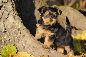 Maybe you would like to learn more about one of these? Yorkshire Terrier Steckbrief Charakter Wesen Haltung