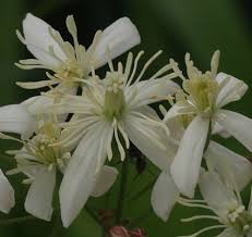 Image result for Clematis recta atropurpurea