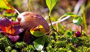 Ecosystem restoration can take many forms: The Secretary General S Message On World Environment Day Unrcca
