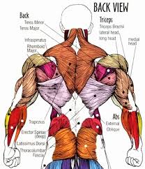 Check spelling or type a new query. Muscle Anatomy Chart Best Of Six Tips For Plete Back Development Spring Hill Body Muscle Anatomy Human Body Muscles Muscle Anatomy