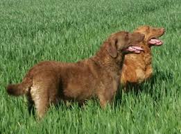 Image result for chesapeake bay retrívr