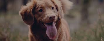 The ip address for this domain may have changed recently. Gavleborgs Zoo Gavle Foretaget Eniro Se