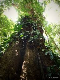 Image result for Afrocarpus usambarensis