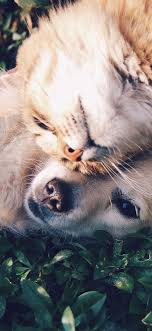 Cat And Dog Animal Love Nature Pure Iphone X Wallpaper Cat Training Cats Dog Cat