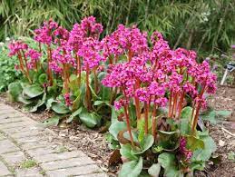 Bergenia Overture Elephant S Ears Plants Evergreen Plants Shade Plants