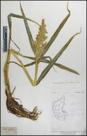 Image result for Echinochloa frumentacea