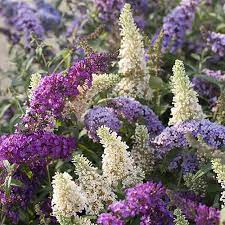 Tricolour Buddleia Butterfly Bush Buddleia Plant Butterfly Bush Seaside Garden
