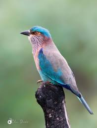 Birds Lyrics Imagine Dragons Meaning Roller Nature Birds Birds