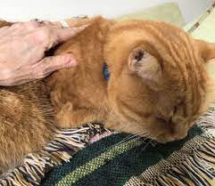 Feline Physical Rehabilitation Today S Veterinary Nurse
