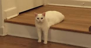 Näytä lisää sivusta funny cat pictures facebookissa. Awkward Half Cat Inspires Hilarious Photoshop Battle 75 Pics Bored Panda