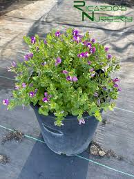 Image result for Polygala petitiana