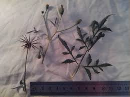 Image result for Bidens sp.no.1