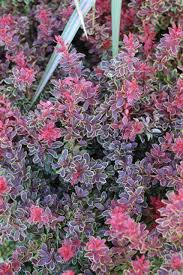 Image result for Berula thunbergii