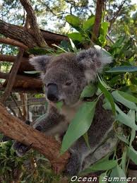 Ocean Summer Koala Bear Cute Funny Animals Koala