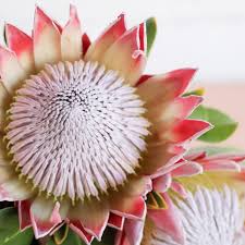 Image result for Protea argyrea