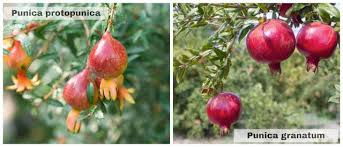 Image result for Punica granatum