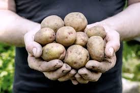 Kartoffeln lassen sich ganz leicht auf dem fensterbrett in der wohnung ziehen. 10 Tipps Fur Den Kartoffelanbau Im Eigenen Garten Plantura