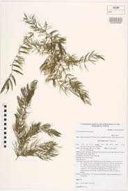 Image result for Ceratophyllaceae