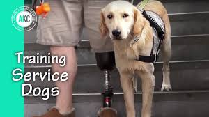 How to train a service dog for autism. Service Dog Training Session Youtube