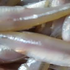 Image result for Liparis killmanniae