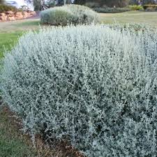 Image result for Atriplex