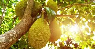 Jaca A Fruta Que Pode Ser A Solucao Para As Ameacas Climaticas Greenme Em 2021 Frutas Jaca Graos De Milho
