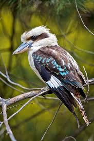 A large australian bird that lives in trees and makes a strange sound like a person laughing 2…. Magicalnaturetour Australian Native Birds Australian Birds Australian Native Animals