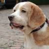 These can lead to a fluid buildup which makes your dog feel as if they are constantly drowning. 1
