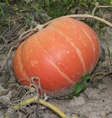 Image result for Cucumis quintanilhae